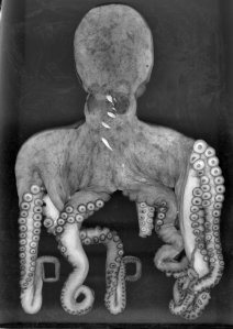 ChristopheJacquet_Poulpe2010