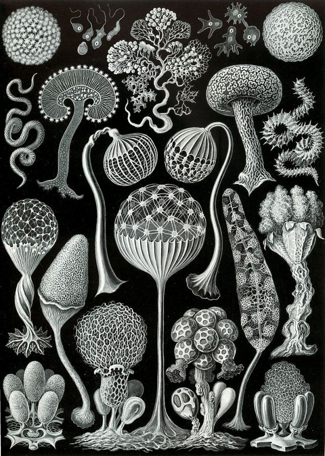 Mycetozoa par Ernst Haeckel